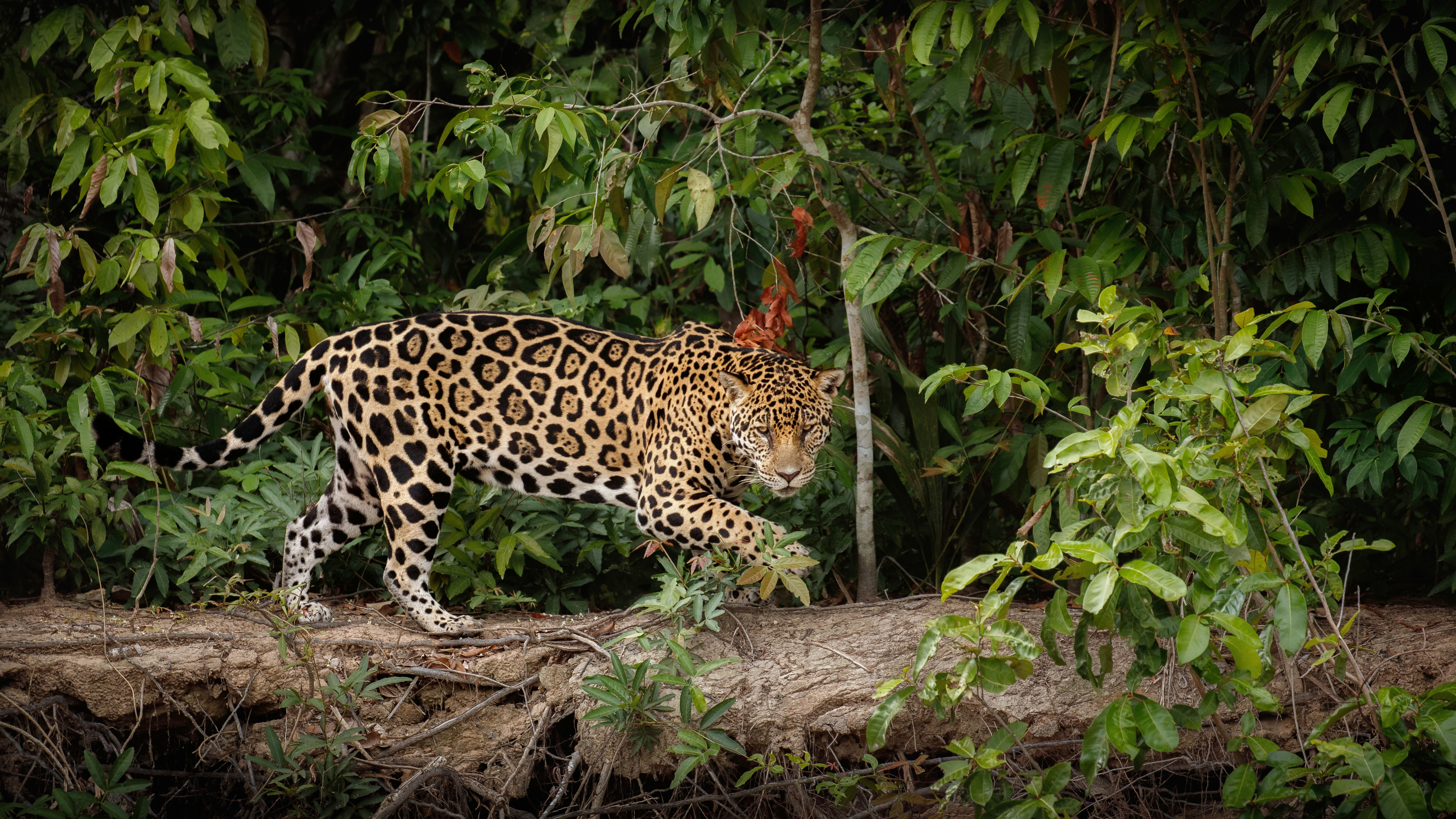 Fauna Silvestre
